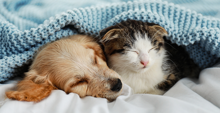 Clinique VETERINAIRE Allonnes | Adopter un chien ou un chat
